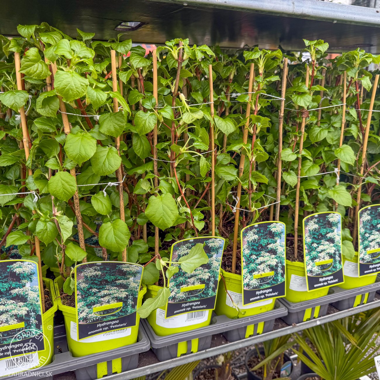 Obrázok Hortenzia popínavá (Hydrangea anomala petiolaris) - výška 40-60 cm, kont. C2L